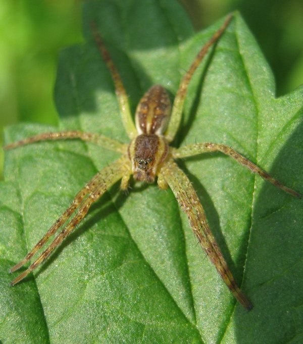 Dolomedes sp.