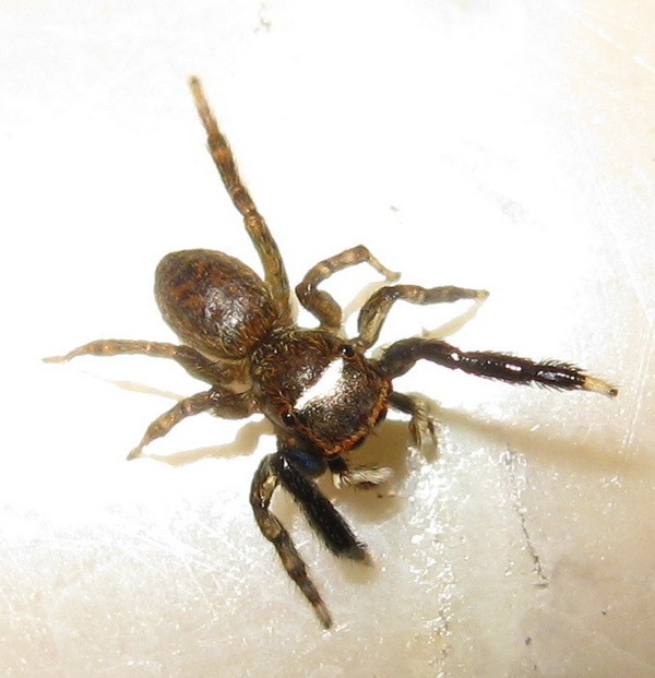 Euophrys frontalis
