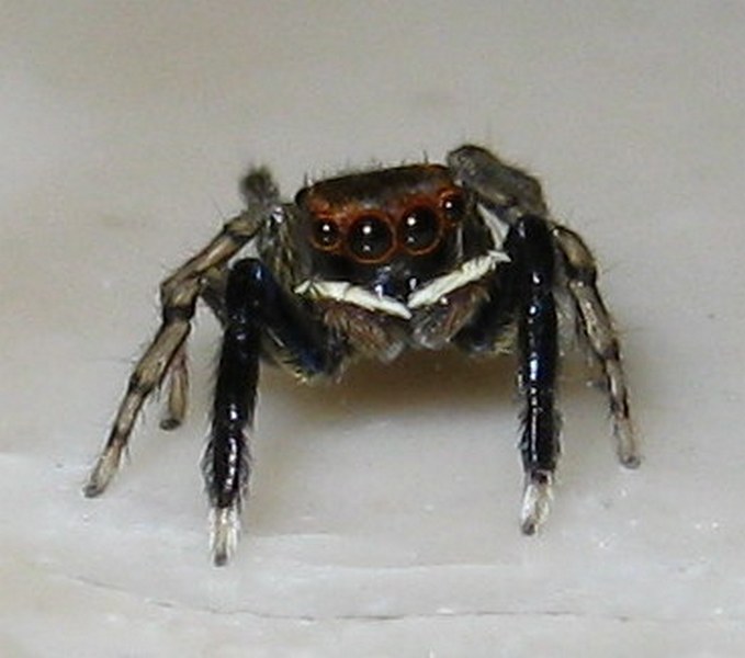 Euophrys frontalis
