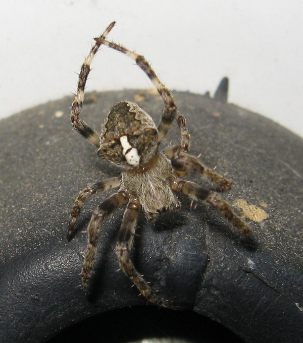 Araneus cf. angulatus