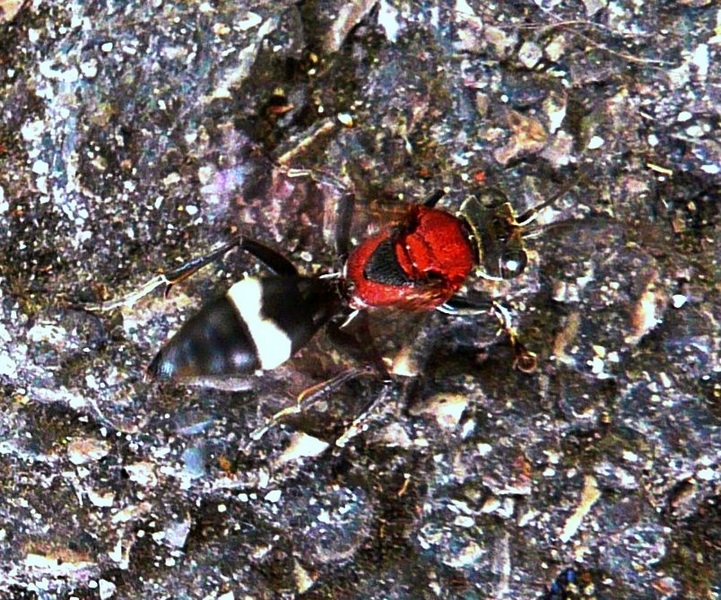 ID: Oryttus concinnus