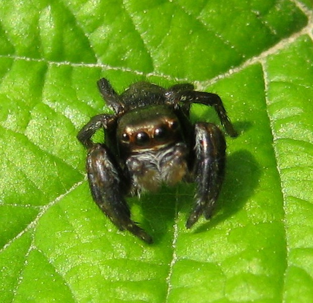 Evarcha arcuata
