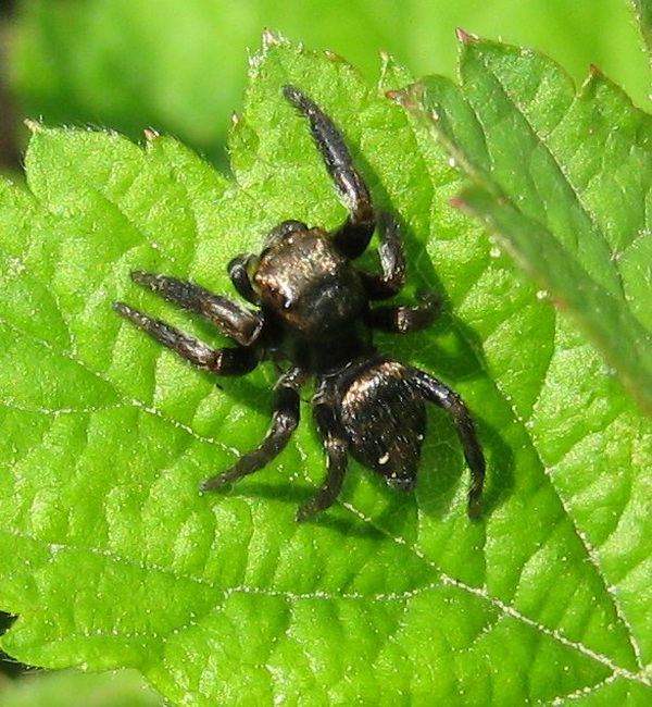 Evarcha arcuata