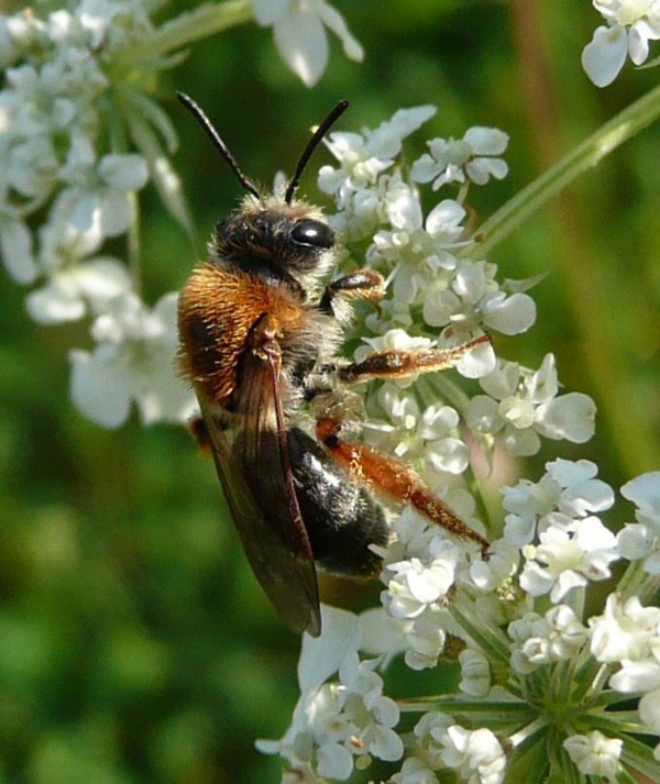 Andrena sp.