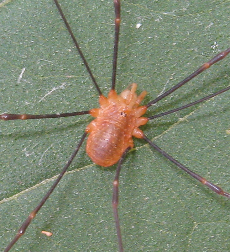 Opilio canestrinii Fotografato a Lughignano (TV)