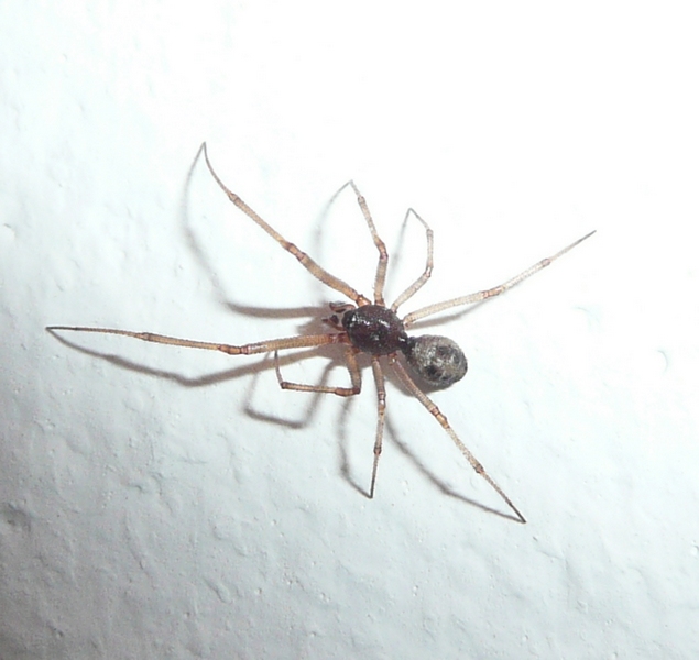 Steatoda triangulosa
