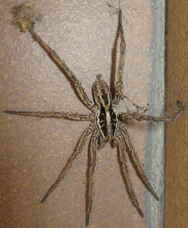 Hogna radiata