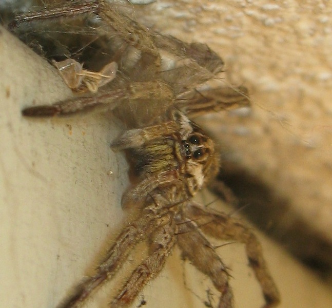 Hogna radiata