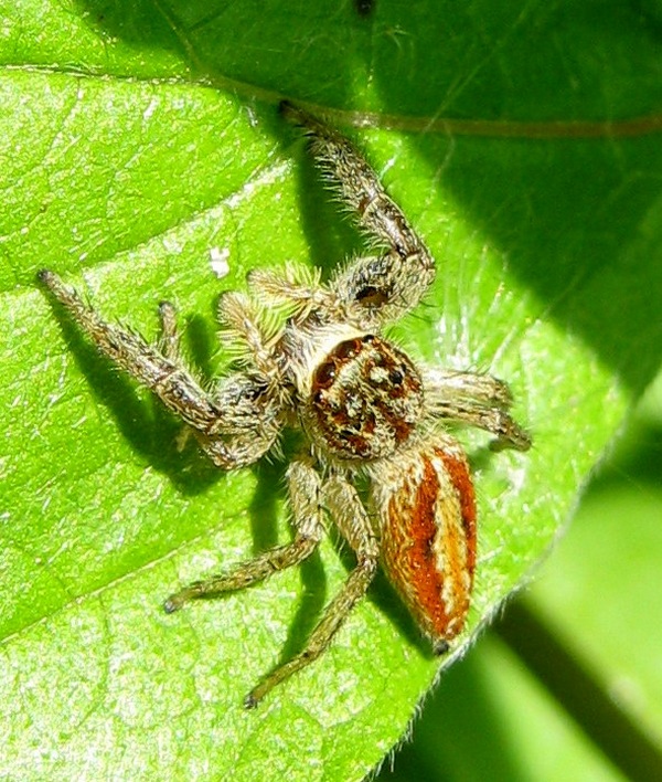 Marpissa pomatia