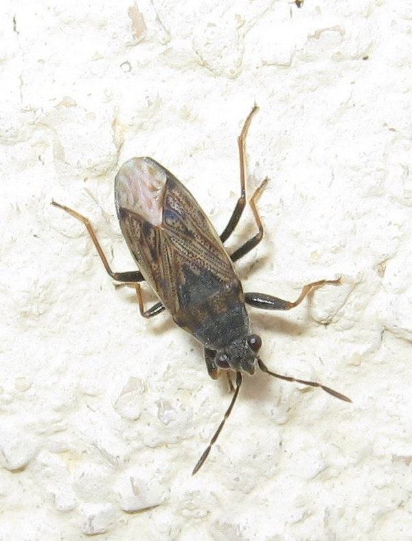 Lygaeidae: Peritrechus gracilicornis del Veneto (TV)