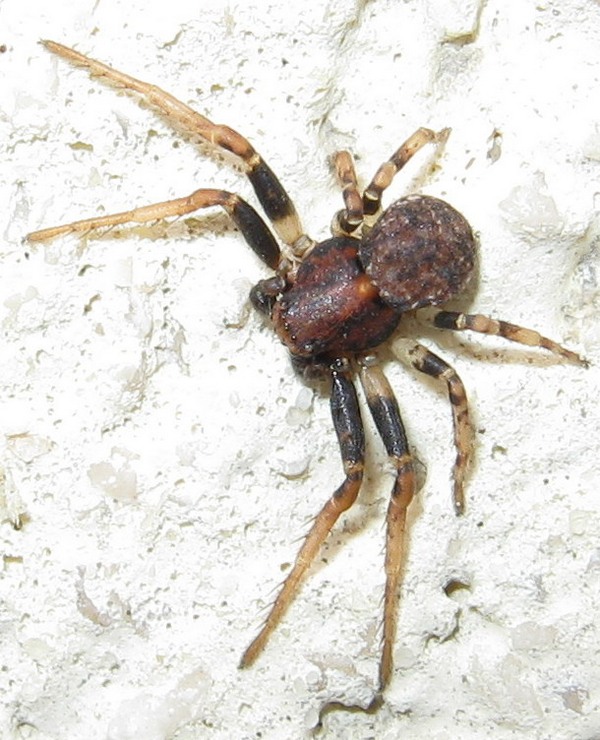 Ozyptila sp.