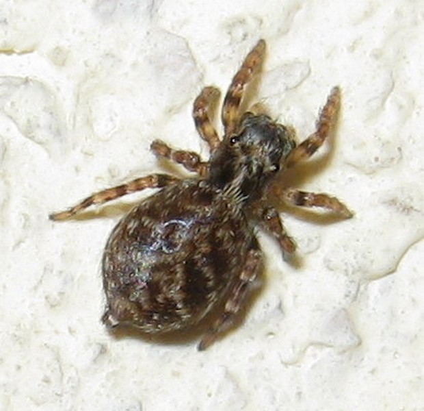Pseudeuphrys sp.