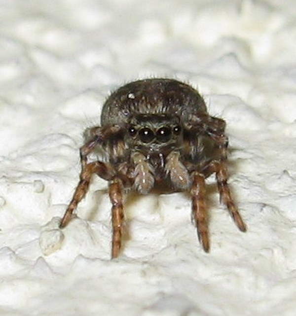 Pseudeuphrys sp.