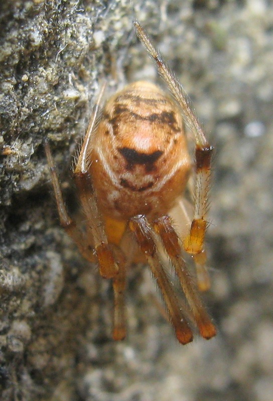 Parasteatoda cf. lunata