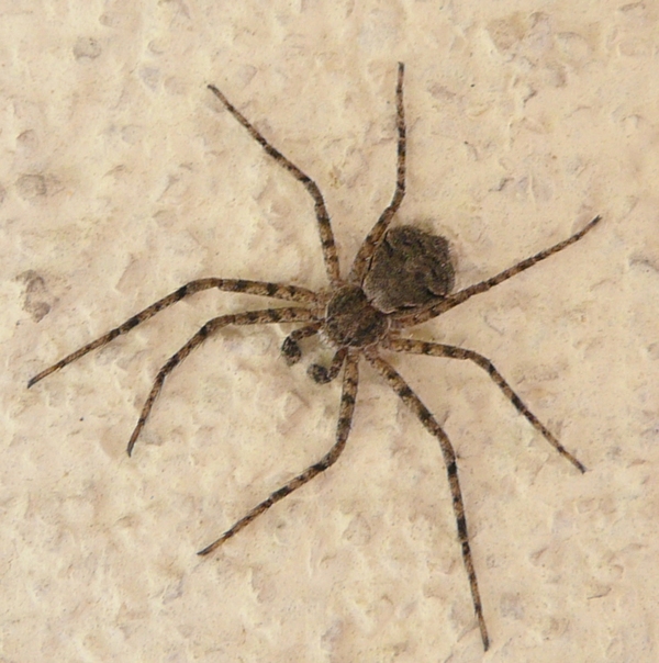 Philodromus margaritatus