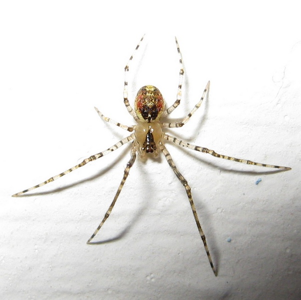 Platnickina sp. (P. tincta o P. nigropunctata)