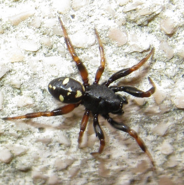 Asagena sp., maschio