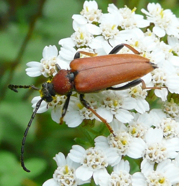 Stictoleptura rubra femmina