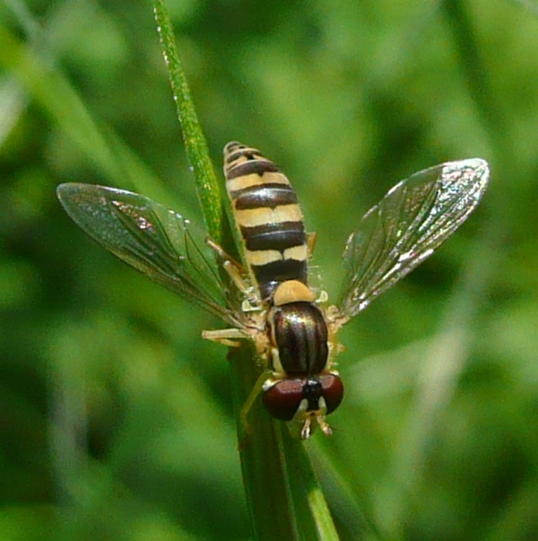 Syrphide da id