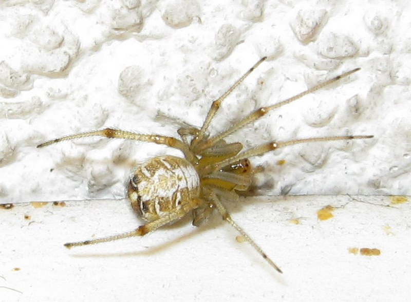 Phylloneta cf. impressa