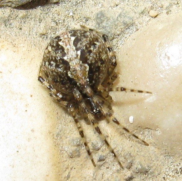 Theridion sp.