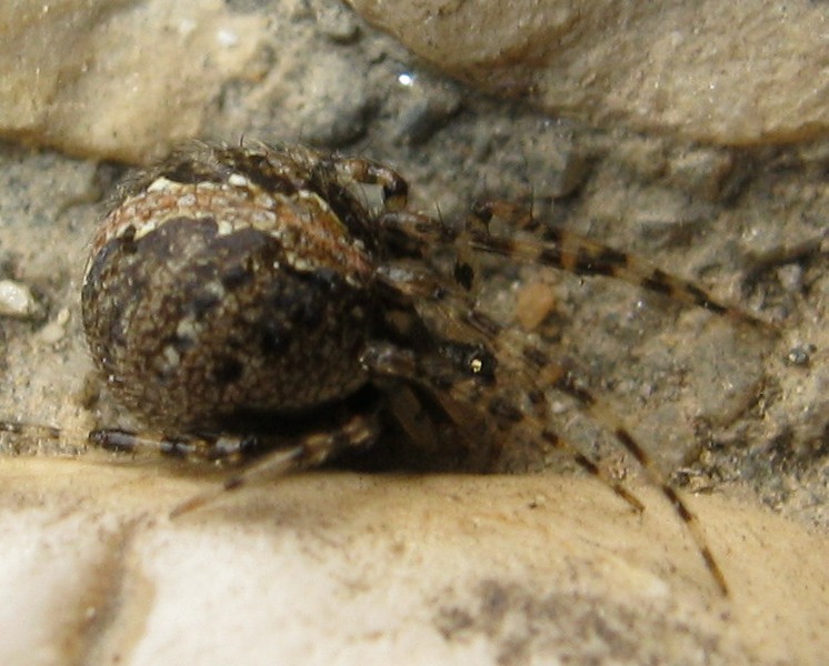 Theridion sp.