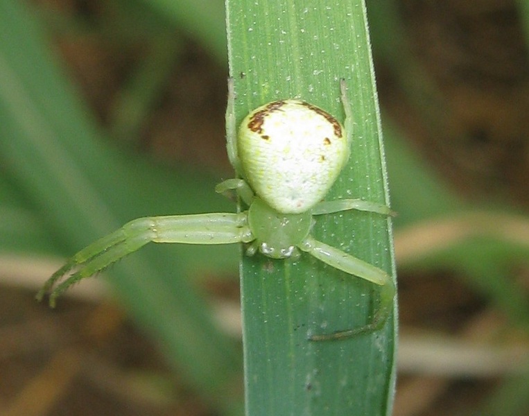 Ebrechtella tricuspidata