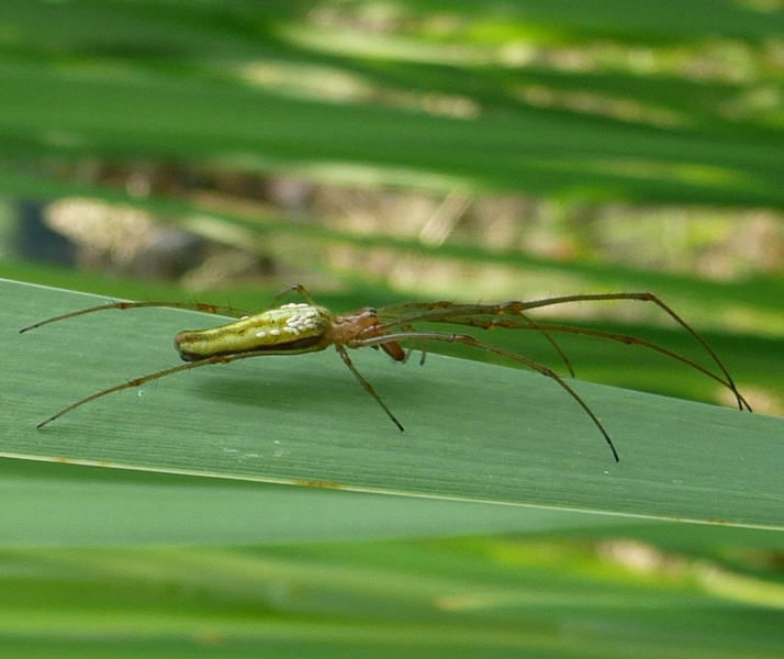 Tetragnatha sp.