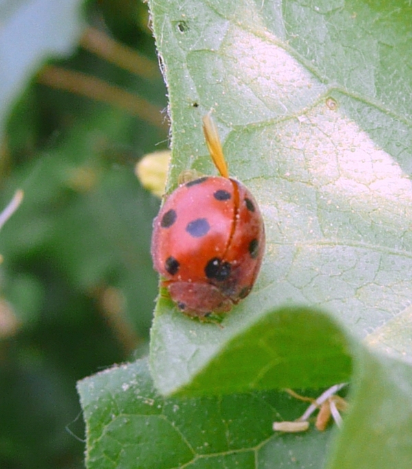 ID coccinella