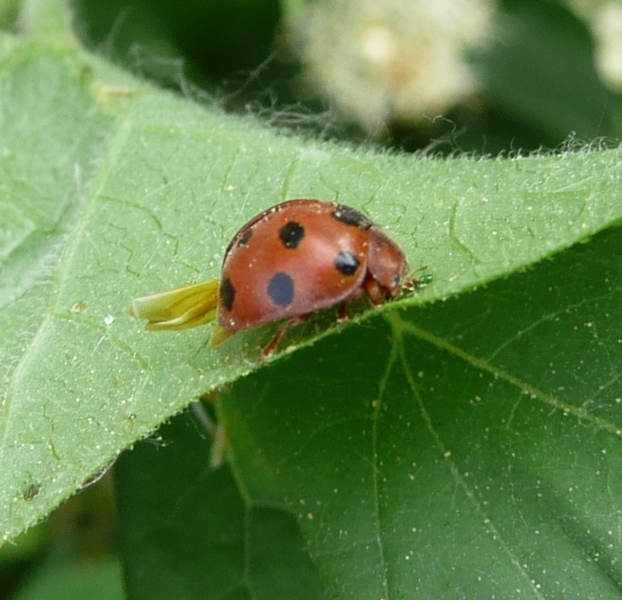 ID coccinella
