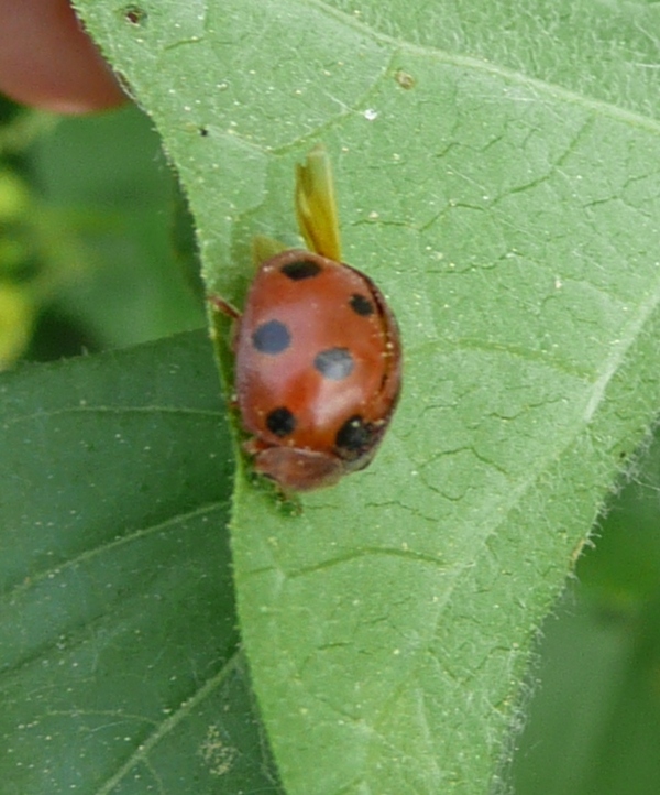 ID coccinella