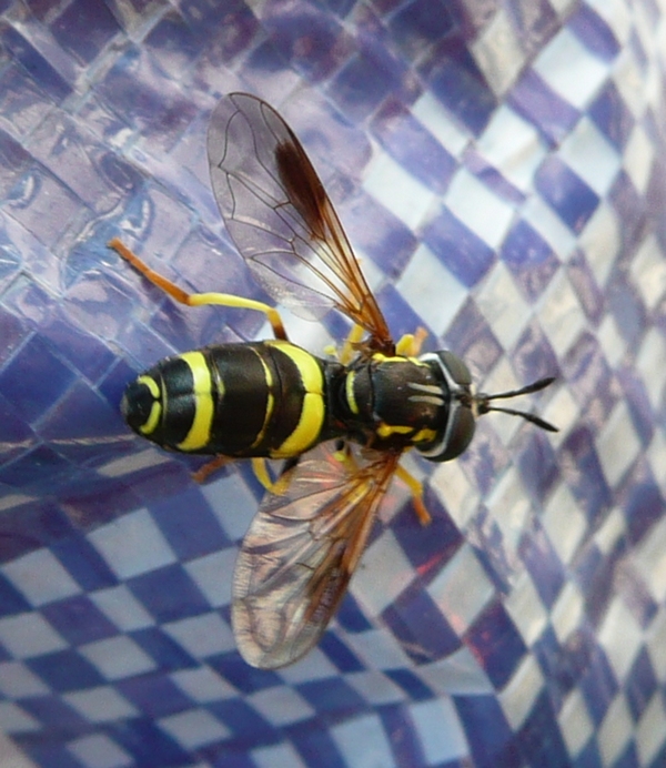 Chrysotoxum bicinctum ♀ (Syrphidae)