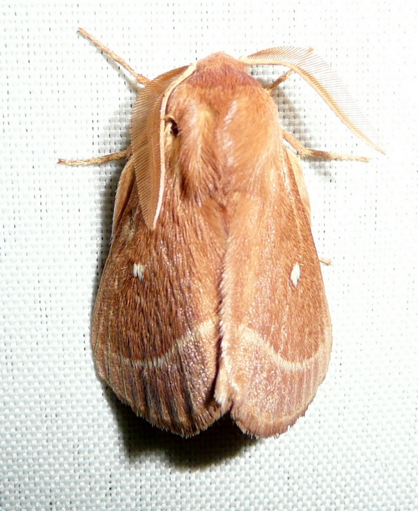 ID