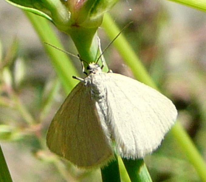 ID