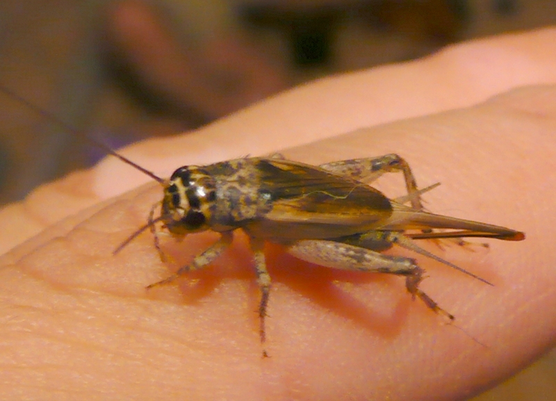 Eumodicogryllus bordigalensis
