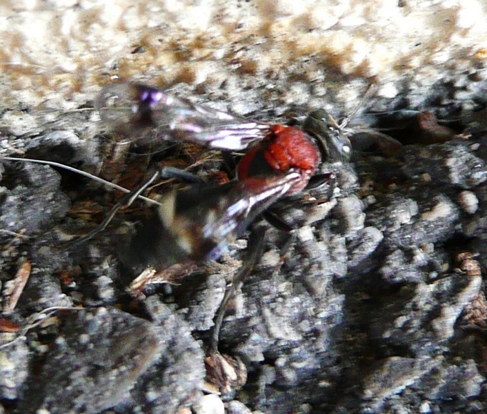 ID: Oryttus concinnus