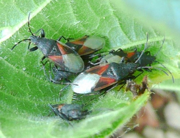 Lygaeidae: Oxycarenus lavaterae di Treviso