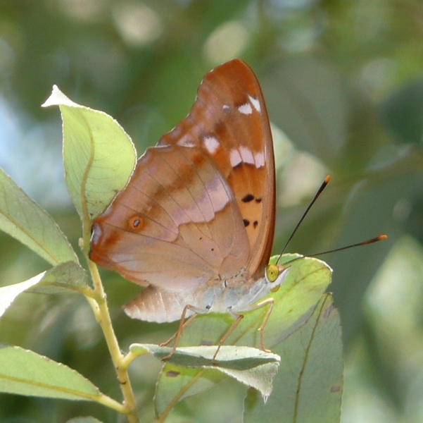 ID - Apatura ilia