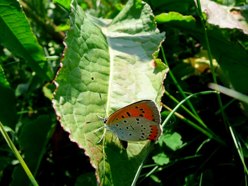 Lycaena dispar - femmina in deposizione