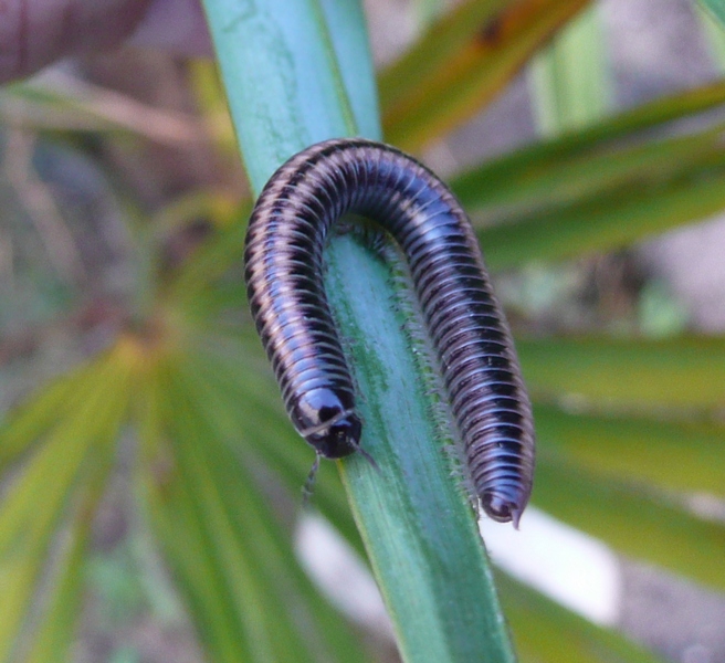 Ommatojulus sp.