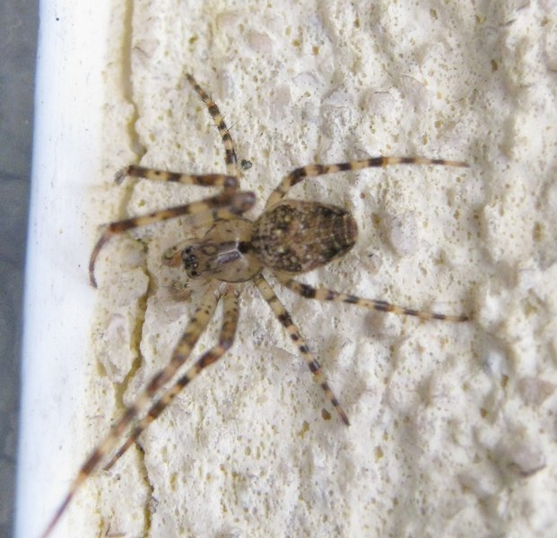 Metellina sp.