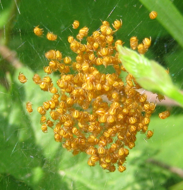 Araneus sp.