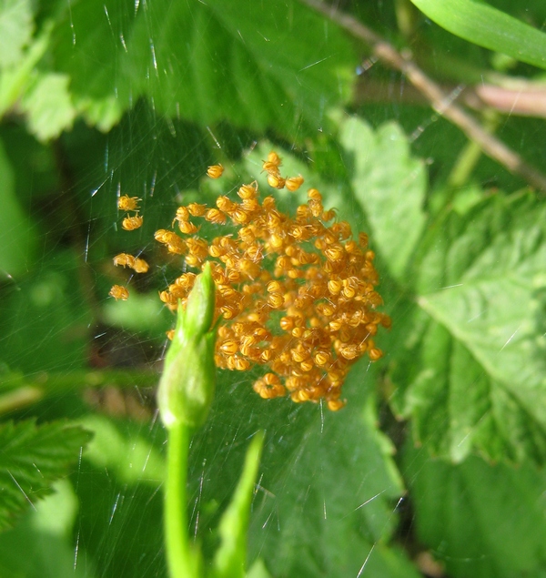 Araneus sp.