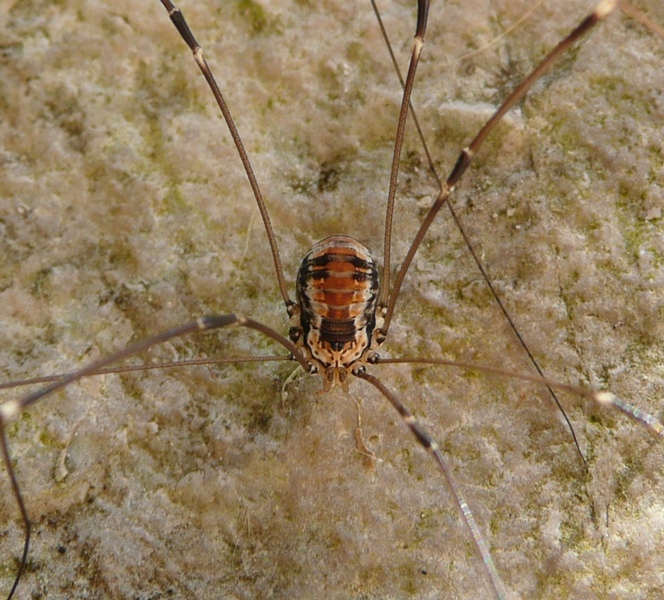 Leiobunum limbatum: della provincia bellunese