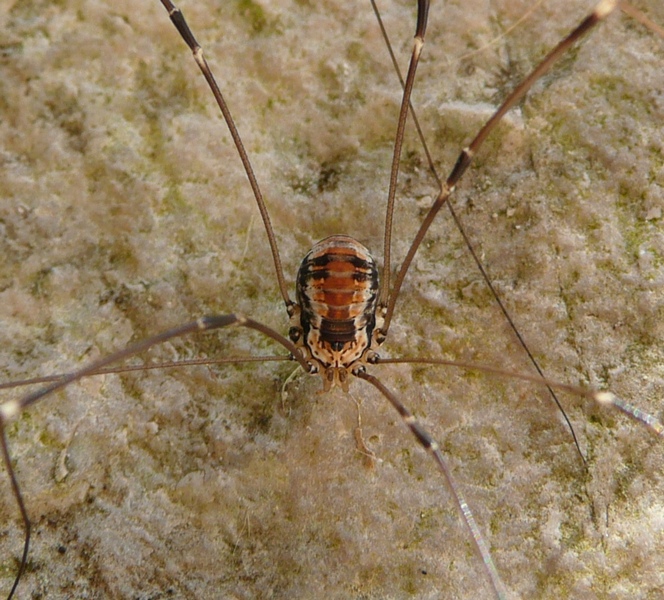 Leiobunum limbatum: della provincia bellunese