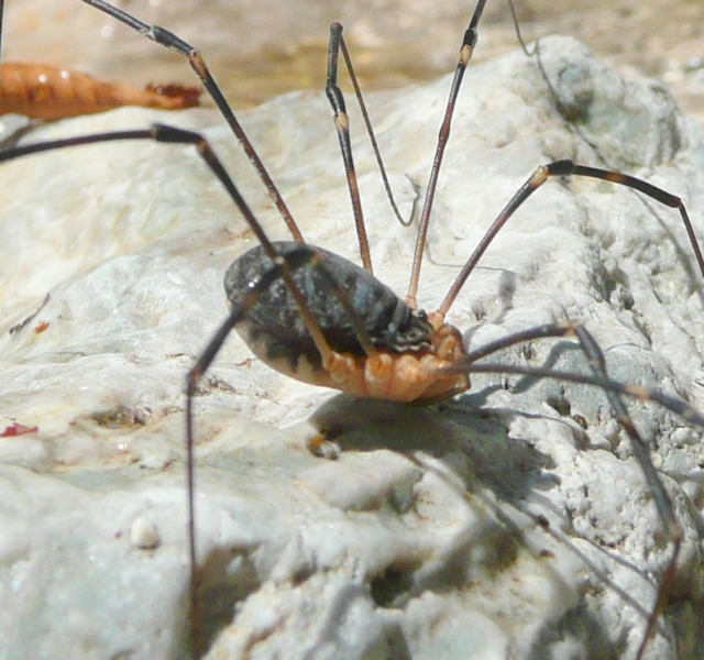 Opilione bellunese: Gyas annulatus