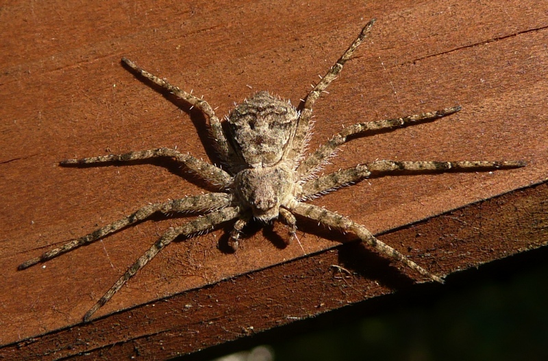 Philodromus margaritatus