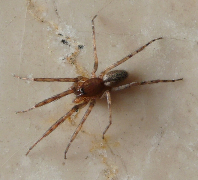 Segestria bavarica