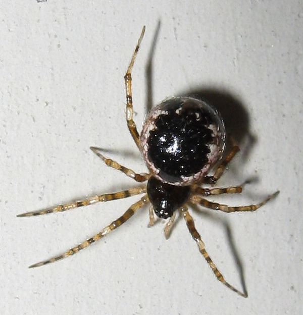 Femmina di Sardinidion blackwalli?