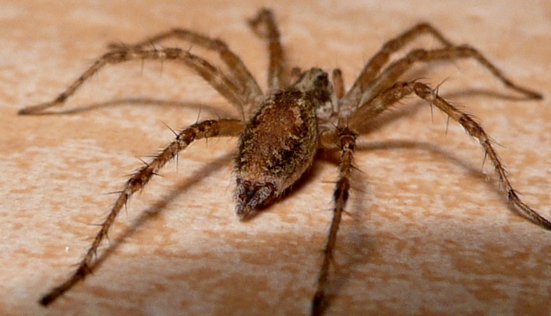 Allagelena gracilens